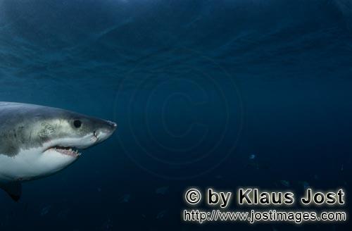 Weißer Hai/Great White shark/Carcharodon carcharias        Baby Great White Shark         Six sea m