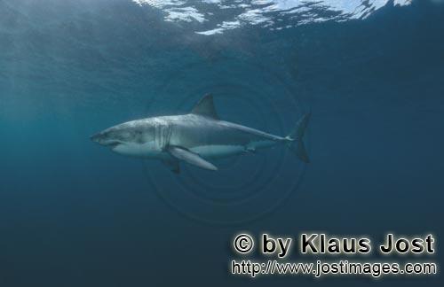 Weißer Hai/Great White shark/Carcharodon carcharia        Great White shark (Carcharodon carcharias