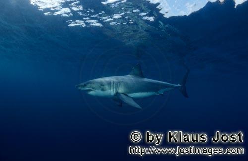 Great White shark/Carcharodon carcharias        Fascination Great White Shark        