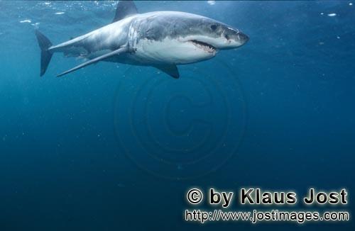 Great White shark/Carcharodon carcharias        Great White shark            