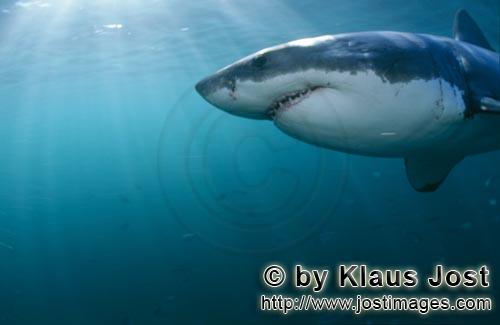 Weißer Hai/Great White shark/Carcharodon carcharias        Great White Shark from close quarters</b