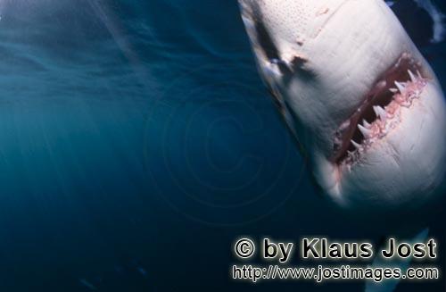 Weißer Hai/Great White shark/Carcharodon carcharias        Great White Shark emerging from the dark