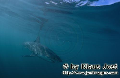 Weißer Hai/Great White shark/Carcharodon carcharias        Baby Great White Shark (Carcharodon carc