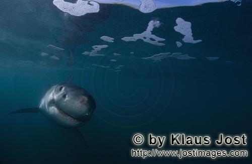 Great White shark/Carcharodon carcharias        Baby Great White Shark approaching confidently   