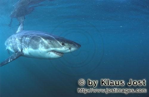 Weißer Hai/Great White shark/Carcharodon carcharias        Baby Great White Shark         Six sea 