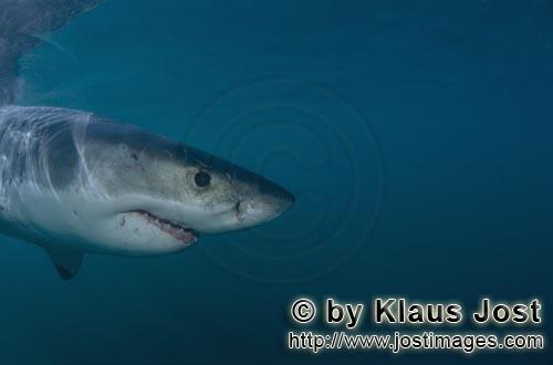 Great White shark/Carcharodon carcharias        Great White Shark portrait        A great white s