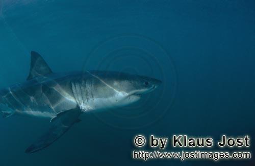 Weißer Hai/Great White shark/Carcharodon carcharias        Im dunklen Wasser sucht der Weiße Hai nach