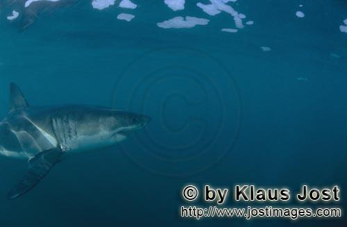 Great White shark/Carcharodon carcharias        Sea predator Great White shark         A great wh