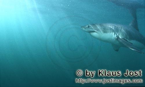 Weißer Hai/Great White shark/Carcharodon carcharias        Great White Shark near the water surface