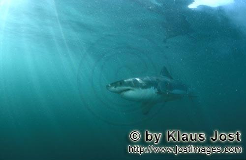 Great White shark/Carcharodon carcharias        Oceanic hikers White Shark        A great white s