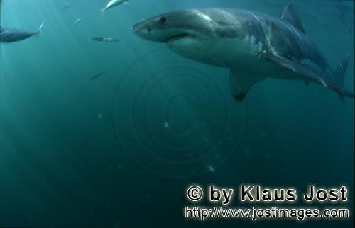 Weißer Hai/Great White shark/Carcharodon carcharias        Great White Shark - a beautiful and faci