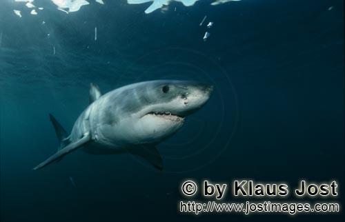 Weißer Hai/Great White shark/Carcharodon carcharias        Intelligent giant fish great white shark