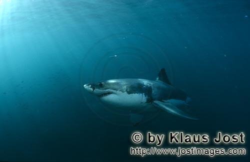 Weißer Hai/Great White shark/Carcharodon carcharias        Impressive Great White Shark        A <b