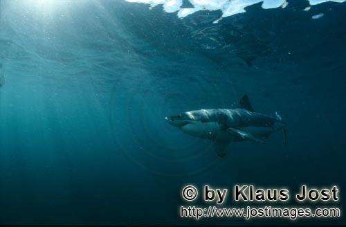 Great White shark/Carcharodon carcharias        Sun rays illuminate the path of a great white shark<