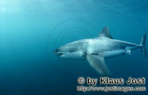 Great White shark/Carcharodon carcharias        Great white shark in the fur seal area        A g