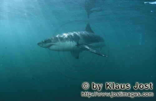 Great White shark/Carcharodon carcharias        Great White shark (Carcharodon carcharias)        A 