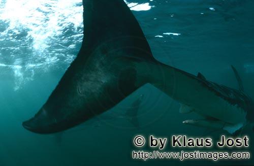 Great White shark/Carcharodon carcharias        Great White shark crescentic caudal fin        A 