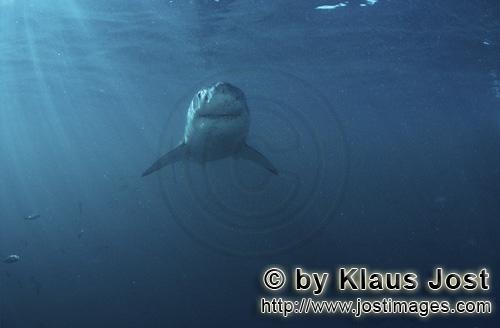 Weißer Hai/Great White shark/Carcharodon carcharias        Great white shark frontal         A g