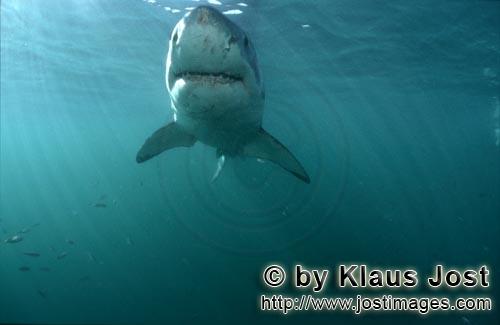 Weißer Hai/Great White shark/Carcharodon carcharias        Great White Shark in greenish water  