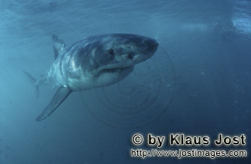 Great White shark/Carcharodon carcharias        Impressive Baby Great White Shark         Six sea m