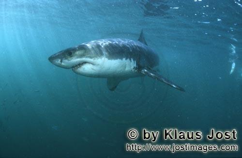 Great White shark/Carcharodon carcharias         Great White Shark: Efficient and fast super predato