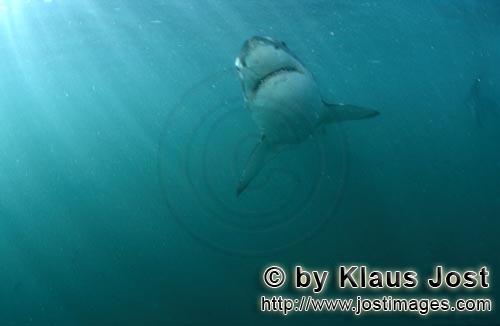 Weißer Hai/Great White shark/Carcharodon carcharias        Ascending Great White Shark (Carcharodon