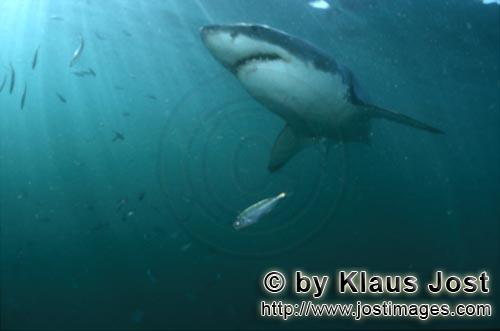 Weißer Hai/Great White shark/Carcharodon carcharias        Great White Shark discovering an interes
