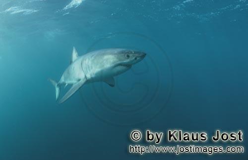 Weißer Hai/Great White shark/Carcharodon carcharias        Great White shark a facinating animal</b
