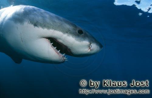 Weißer Hai/Great White shark/Carcharodon carcharias        Great White Shark head close-up underwat