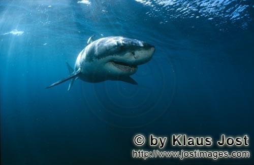 Great White shark/Carcharodon carcharias        Great white shark off the South African coast      
