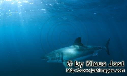 Great White shark/Carcharodon carcharias        Top predator great white shark from its most beautif
