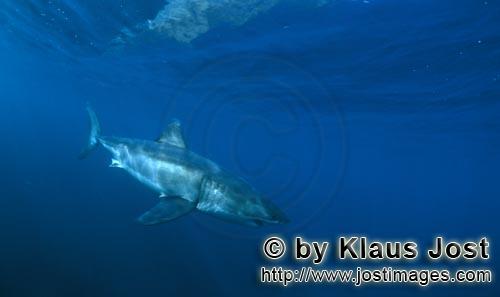 Weißer Hai/Great White shark/Carcharodon carcharias        Great White Shark, discovering an intere