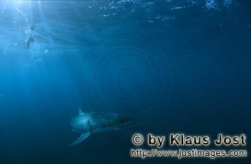 Weißer Hai/Great White shark/Carcharodon carcharias        Great White Shark (Carcharodon carcharia