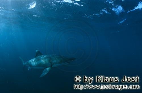 Weißer Hai/Great White shark/Carcharodon carcharias        Great White Shark, well disguised</b        