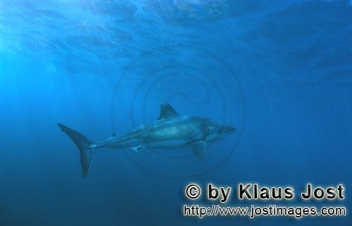 Great White shark/Carcharodon carcharias        The Great White Sharks scientific name is Carcharodo