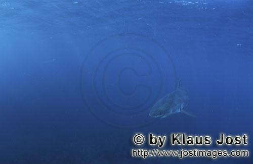 Weißer Hai/Great White shark/Carcharodon carcharias        Baby Great White Shark in the deep blue 