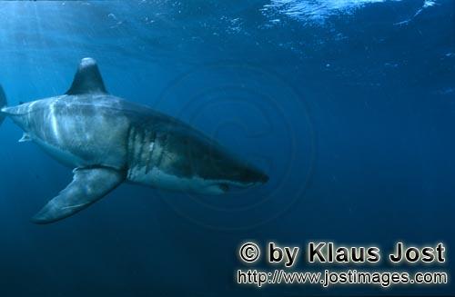 Great White shark/Carcharodon carcharias        Powerful fast predator great white shark        A <b