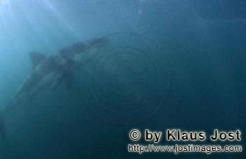 Weißer Hai/Great White shark/Carcharodon carcharias        Great White Shark – one of the sea