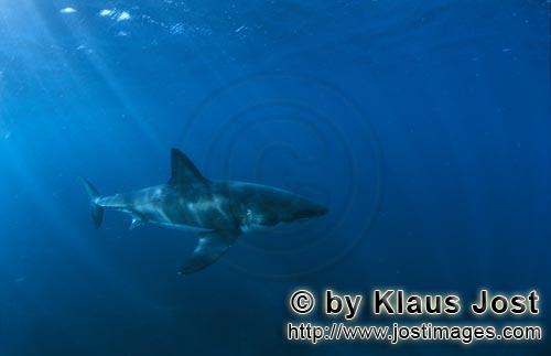 Great White shark/Carcharodon carcharias        Great white shark in the big blue of the ocean    