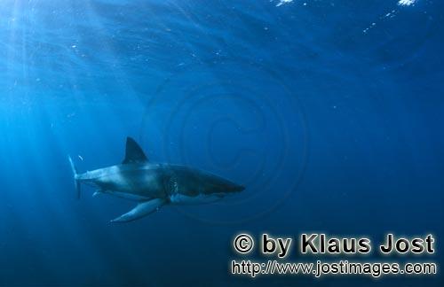 Weißer Hai/Great White shark/Carcharodon carcharias        Great White Shark in its element        