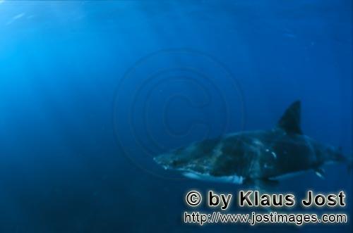 Great White shark/Carcharodon carcharias        Great white shark swims above the sea floor        A