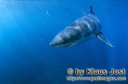 Weißer Hai/Great White shark/Carcharodon carcharias        Young Great White Shark (Carcharodon car