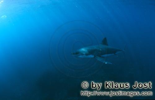 Weißer Hai/Great White shark/Carcharodon carcharias        Great White shark (Carcharodon carcharia