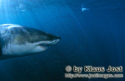 Weißer Hai/Great White shark/Carcharodon carcharias        Great White Shark        