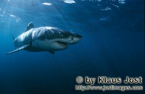 Great White shark/Carcharodon carcharias        Top Hunter Great White Shark         