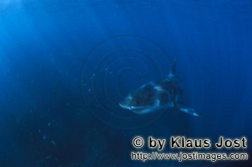 Weißer Hai/Great White shark/Carcharodon carcharias         Baby Great White Shark in action     