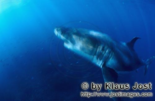 Great White shark/Carcharodon carcharias        An impressive Predator: great white shark        A <