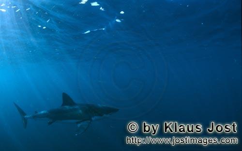 Great White shark/Carcharodon carcharias        Great White Shark - predator of the sea        A 
