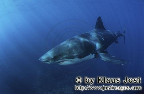Weißer Hai/Great White shark/Carcharodon carcharias        Great White Shark - powerful fish      