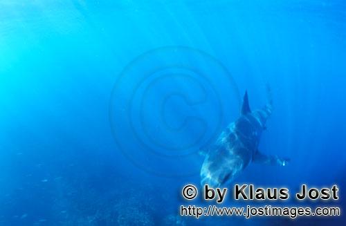 Great White shark/Carcharodon carcharias        Baby Great White Shark approaching         Six sea m